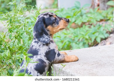 Miniature dachshund in marble color playing outdoors