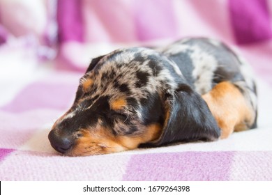 Miniature dachshund in marble color sleeping on the sofa