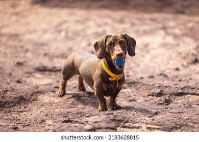 Miniature Dachshund Playing With A Ball