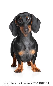 Dachshund Sausage Dog 1 Year Old Stock Photo 1335585956 | Shutterstock