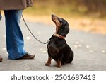 A miniature dachshund, with a shiny black coat and tan markings, sits on a fall road. The dog wears a collar and leash, gazing at its owner amidst colorful autumn leaves.