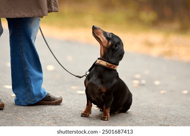 A miniature dachshund, with a shiny black coat and tan markings, sits on a fall road. The dog wears a collar and leash, gazing at its owner amidst colorful autumn leaves.