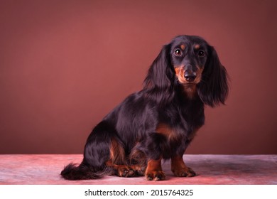 Miniature dachshund studio portrait on the brown-red background.