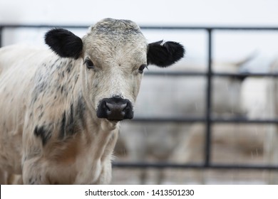 Miniature Dexter Cow Standing In Rain On A Farm