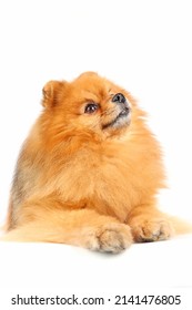 Miniature Dog, Pomeranian Spitz Isolated On White 