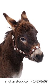 Miniature Donkey