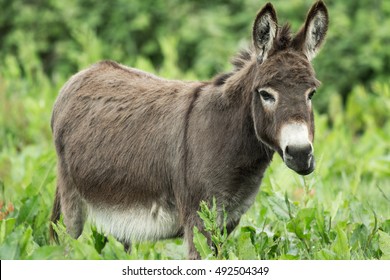 Miniature Donkey