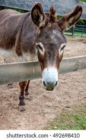 Miniature Donkey