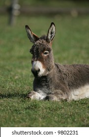 Miniature Donkey