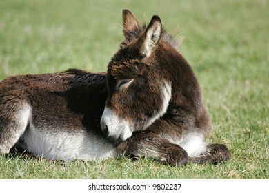 Miniature Donkey