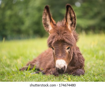 Miniature Donkey Foal