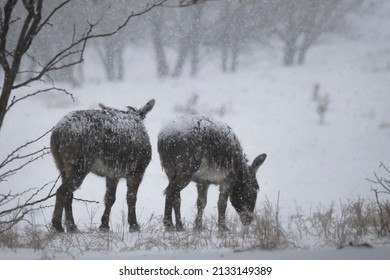 Miniature Donkeys In Snow Of Winter Blizzard In Texas Field On Farm With Shallow Depth Of Field.