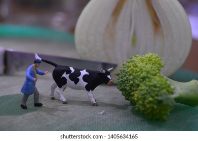 Miniature Figure Scene : A Cow Feed On Broccoli