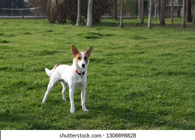 Miniature Fox Terrier