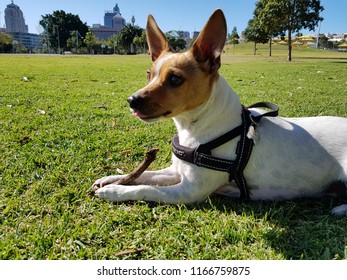 Miniature Fox Terrier Laying On Green Grass With A Stick Between His Paws. It Was A Enjoyable Day And The Sky Was Cloudless. 