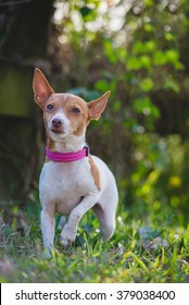 Miniature Fox Terrier At Park Waiting For Ball
