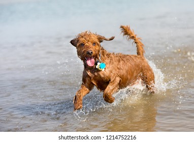 Miniature Golden Doodle Dog Playing In Water On Florida Beach.