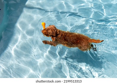 Miniature Golden Doodle Dog Swimming In A Salt Water Pool. Playing Fetch