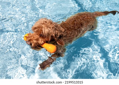 Miniature Golden Doodle Dog Swimming In A Salt Water Pool. Playing Fetch