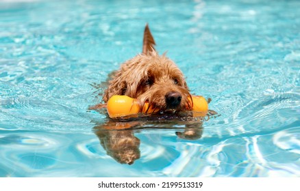 Miniature Golden Doodle Dog Swimming In A Salt Water Pool. Playing Fetch