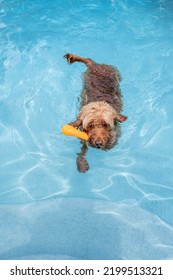 Miniature Golden Doodle Dog Swimming In A Salt Water Pool. Playing Fetch