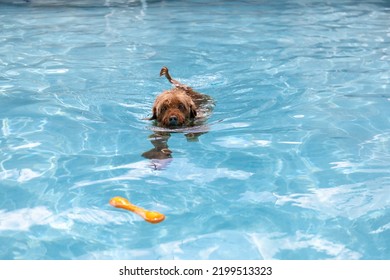 Miniature Golden Doodle Dog Swimming In A Salt Water Pool. Playing Fetch