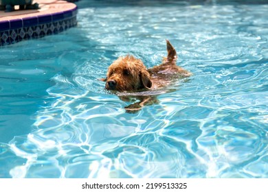 Miniature Golden Doodle Dog Swimming In A Salt Water Pool. Playing Fetch