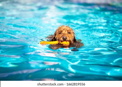 Miniature Goldendoodle Dog Playing Fetch In A Salt Water Pool.