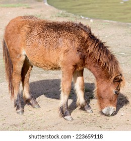 Miniature Horse