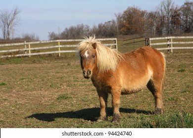 Miniature Horse