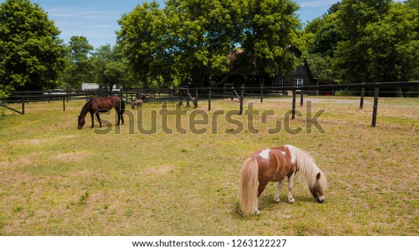 Miniature Horse Donkey Chestnut Brown Mare Stock Photo Edit Now