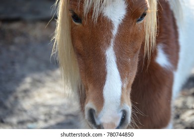 Miniature Horse Face Close Up Straight Shot