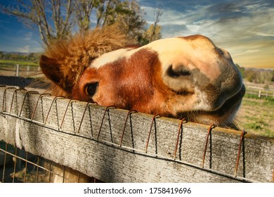 Miniature Horse In Santa Ynez California