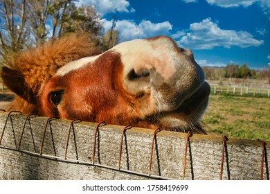 Miniature Horse In Santa Ynez California