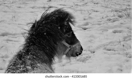 Miniature Horse In Snow