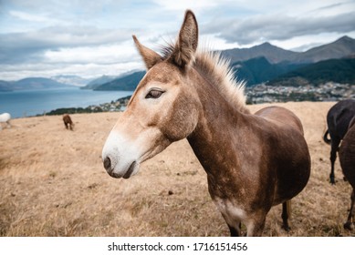 Miniature Horses And Donkeys At Deer Park Heights, Queenstown, South Island, New Zealand