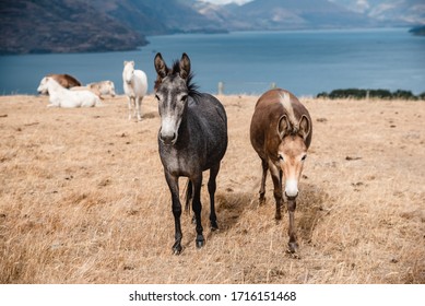 Miniature Horses And Donkeys At Deer Park Heights, Queenstown, South Island, New Zealand