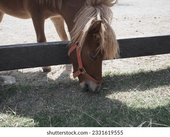 miniature horses grazing in the pen - Powered by Shutterstock