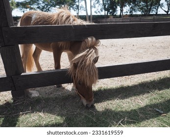 miniature horses grazing in the pen - Powered by Shutterstock