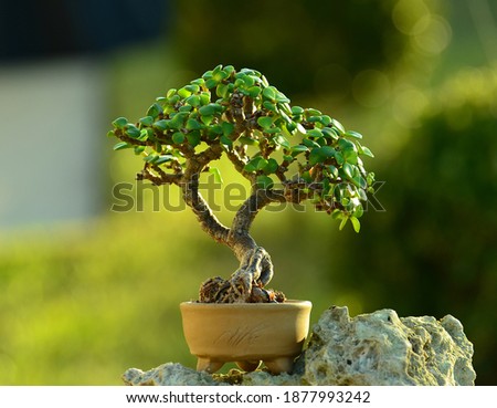 Miniature Jade Bonsai tree (portulacaria afra) 