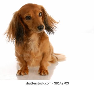 miniature long haired dachshund sitting on white background