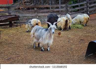 Miniature Long Haired Pet Goats With Horns In Rural Farm By Zipline Tour Near Puerto Vallarta Mexico.