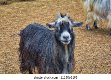 Miniature Long Haired Pet Goats With Horns In Rural Farm By Zipline Tour Near Puerto Vallarta Mexico.