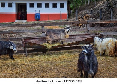 Miniature Long Haired Pet Goats With Horns In Rural Farm By Zipline Tour Near Puerto Vallarta Mexico.