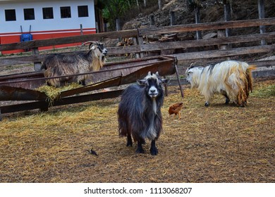 Miniature Long Haired Pet Goats With Horns In Rural Farm By Zipline Tour Near Puerto Vallarta Mexico.