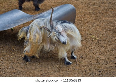 Miniature Long Haired Pet Goats With Horns In Rural Farm By Zipline Tour Near Puerto Vallarta Mexico.