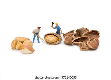 Miniature people chopping nuts. Little people break hazelnuts. Kernels. Hazelnut isolated.