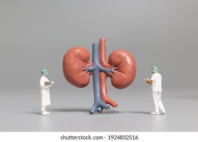 Miniature people doctor and nurse observing and discussing about human kidneys , Science and Medical Concep - Shutterstock ID 1924832516