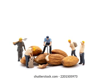 Miniature people worker team with almond seeds on white background. - Powered by Shutterstock