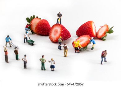 Miniature People Working Around Food, Strawberry Field